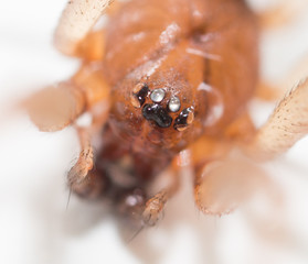 portrait of a spider on a white background