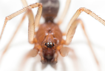 portrait of a spider on a white background