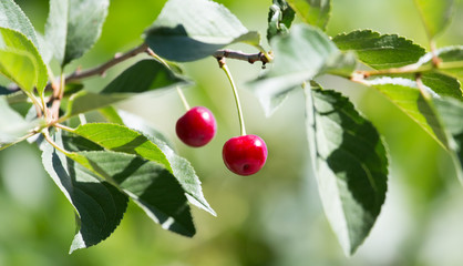 ripe cherries on the tree in nature