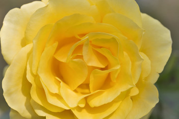 Yellow rose closeup