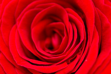 red rose petals as a background. macro