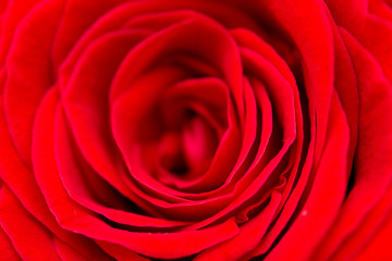 red rose petals as a background. macro