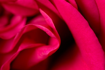 red rose petals as a background. macro