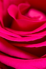 red rose petals as a background. macro