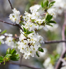 beautiful flowers on a tree