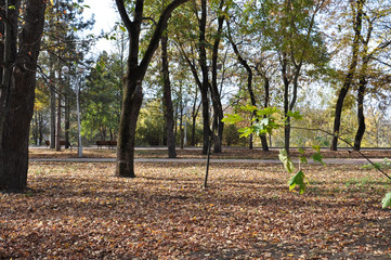 Ancient arboretum on the northwest Caucasus