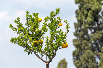 Villa d'Este in Tivoli, Italy