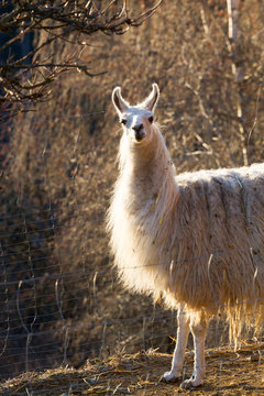 Lama - Llama