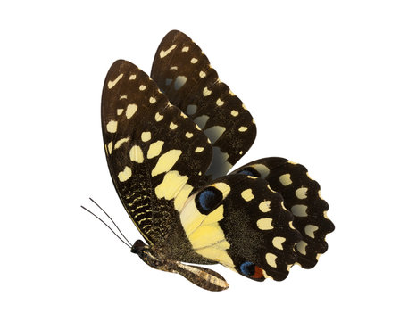 Lime Butterfly lower wing profile isolate on white background.