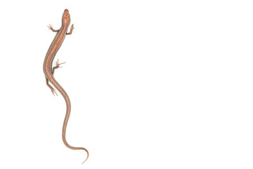 lizard on a white background