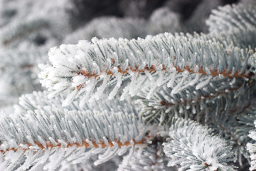 Naklejka na ściany i meble twig Christmas tree covered with hoarfrost