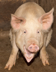 portrait of a pig farm