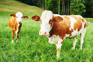 Fototapeta na wymiar portrait of brown cow