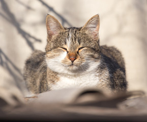 cat on the roof of a house on nature