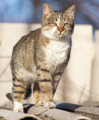 cat on the roof of a house on nature