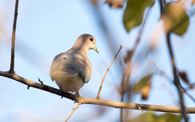 dove on the tree in nature