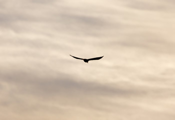 bird sky at sunset in nature