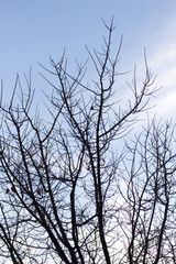 bare branches of a tree at sunrise sun