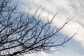 bare branches of a tree at sunrise sun