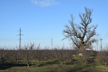 Winter young orchard