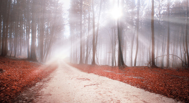 Fototapeta Mystic forest road with with red leaves on the ground and lovely sunbeams.