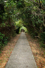 Walkway and tree tunnel at the Lamma Island in Hong Kong, China.