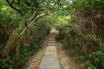 Fototapeta na wymiar Walkway and tree tunnel at the Lamma Island in Hong Kong, China.