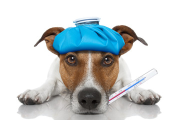 sick ill dog