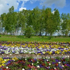 Fototapeta na wymiar Bunte Frühlingsblumen blühen im Park