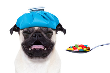sick ill dog