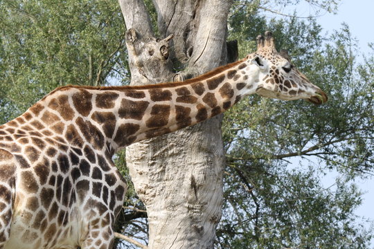 Close up of a Giraffa