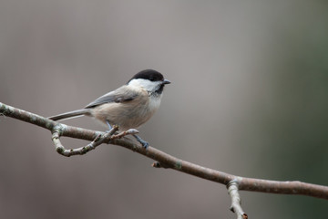 Mésange bleue