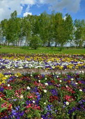 Fototapeta na wymiar Bunte Frühlingsblumen blühen im Park