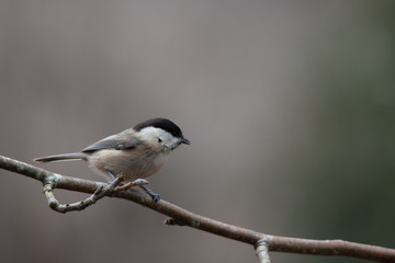 Mésange bleue
