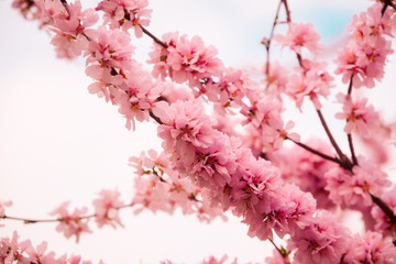 Background with the image of cherry blossoms