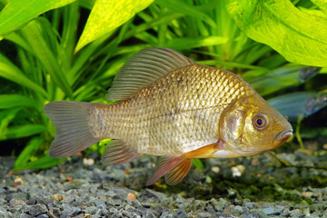 Crucian carp