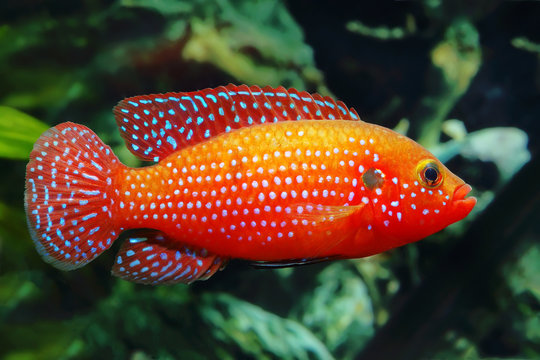 The African jewelfish (Hemichromis bimaculatus) In Aquarium