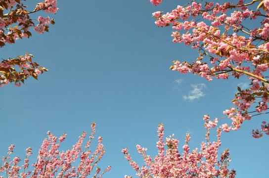 Hintergrund Himmel - Rahmen Umrahmung - Mandelb&auml;umchen bl&uuml;hen 