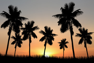 Obraz premium coconut trees and sunset background