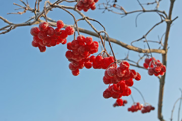 Grapes frozen red ash hanging on a branch