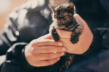 Котенок в мужских руках