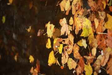 St Stephen's Green park in Autumn