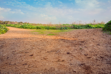 Fototapeta na wymiar Rural dirt road in the field 