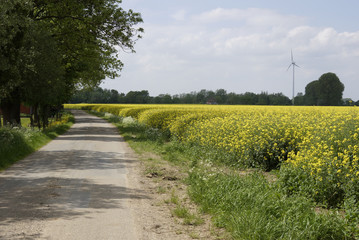 View of a beautiful field of bright yellow canola or rapeseed