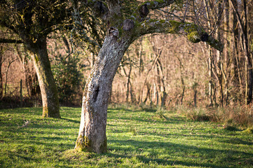 Fototapeta premium deux arbres fruitiers dans un champ