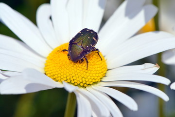 Obraz premium ハナムグリ