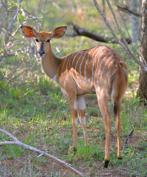 nyala, antilope, Afrique
