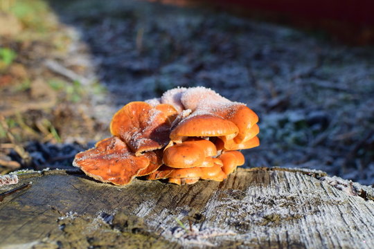 Orange mushrooms on a stub