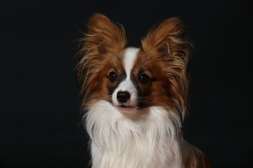 Papillon