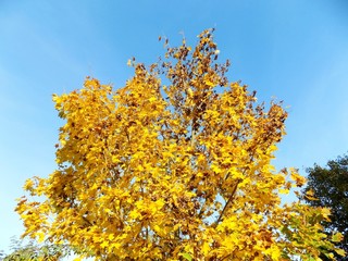 Yellow leaves on tree in autumn